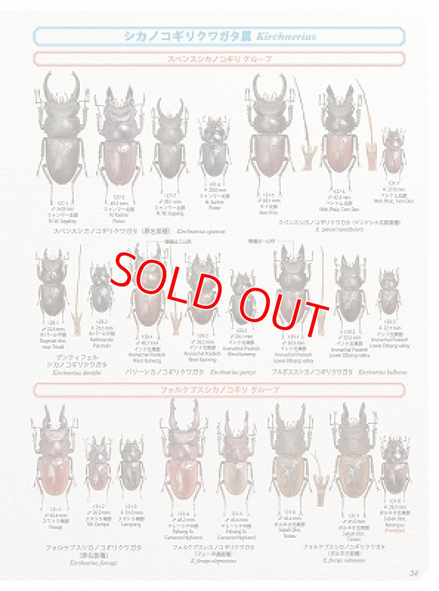 画像6: BE-KUWA No.79 (6)