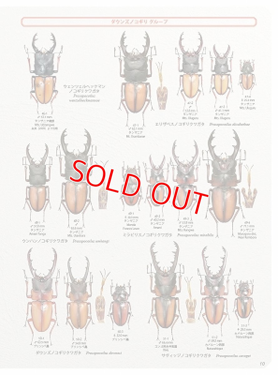 画像5: BE-KUWA No.79 (5)