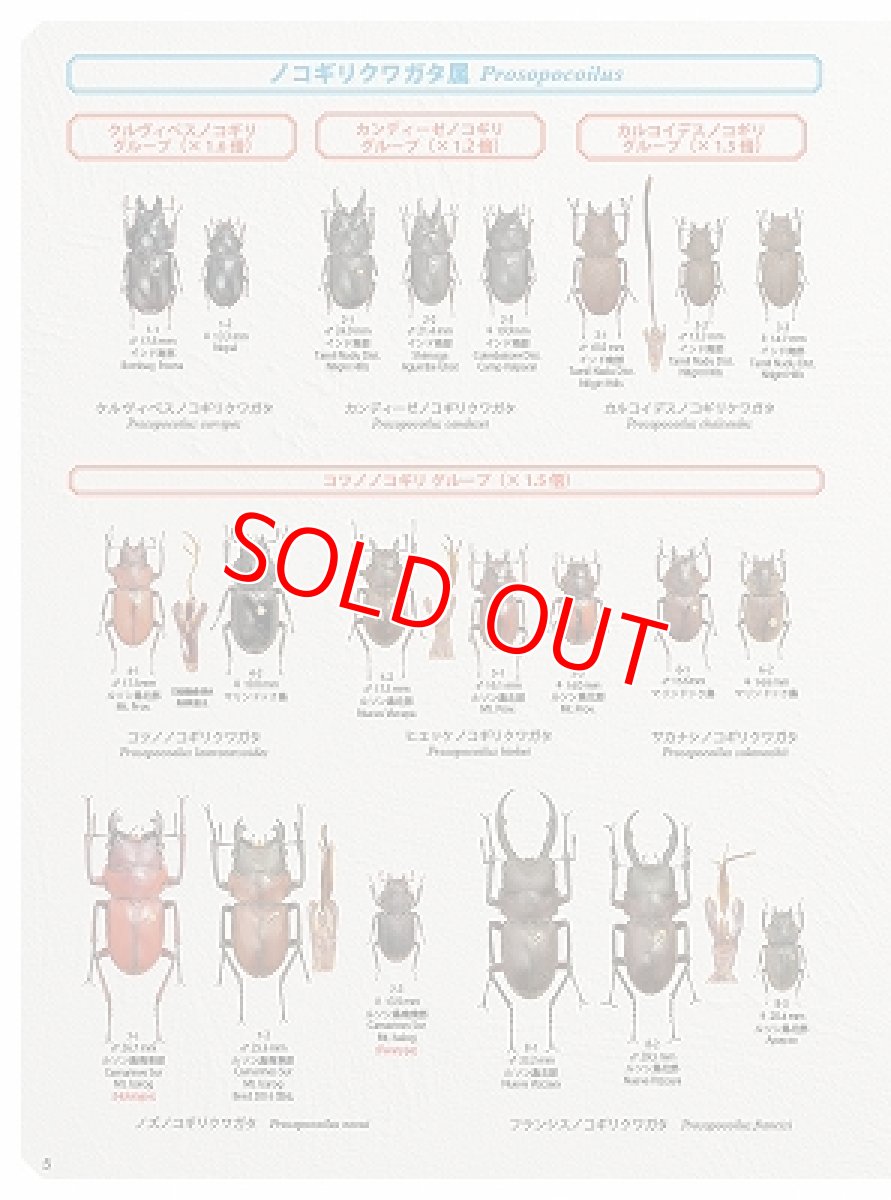 画像4: BE-KUWA No.79 (4)