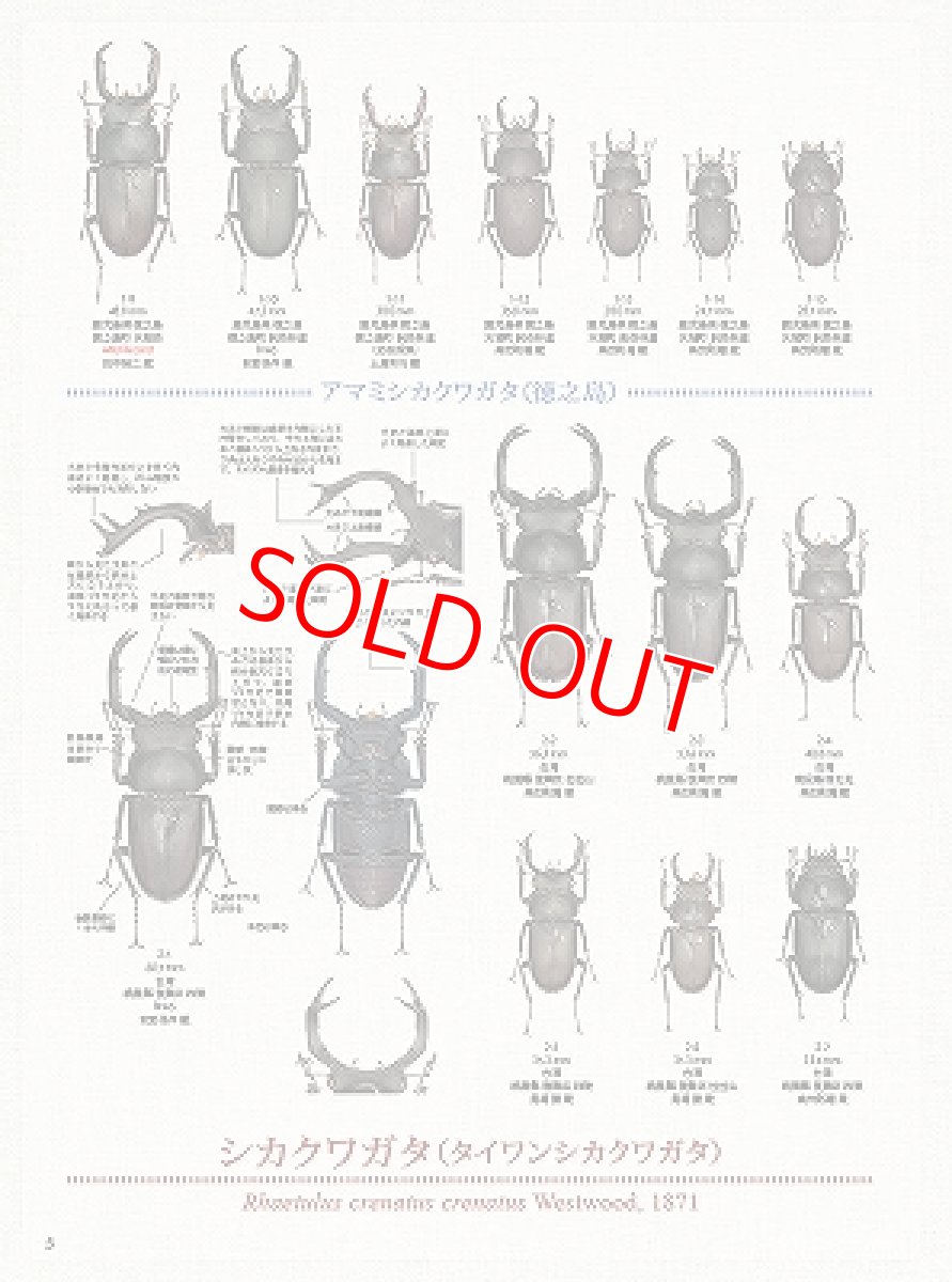 画像4: BE-KUWA No.91 (4)