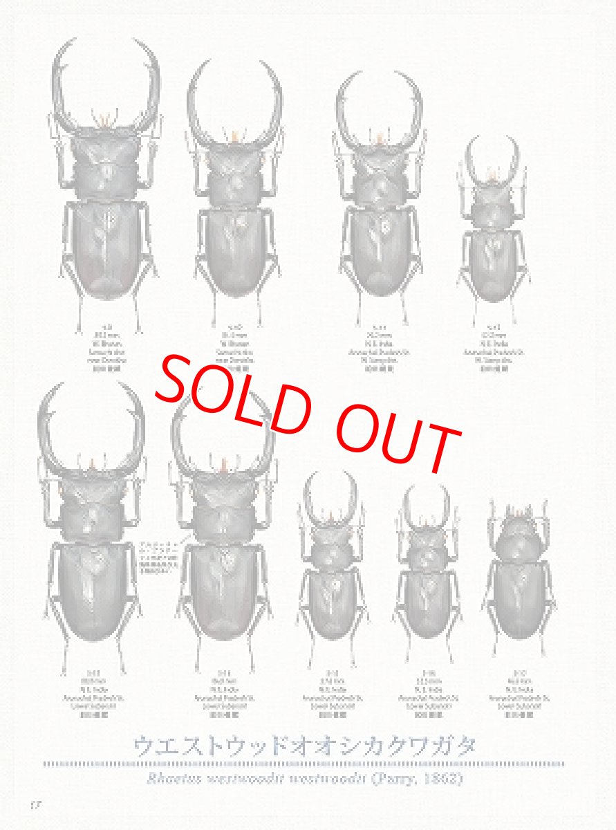 画像6: BE-KUWA No.91 (6)