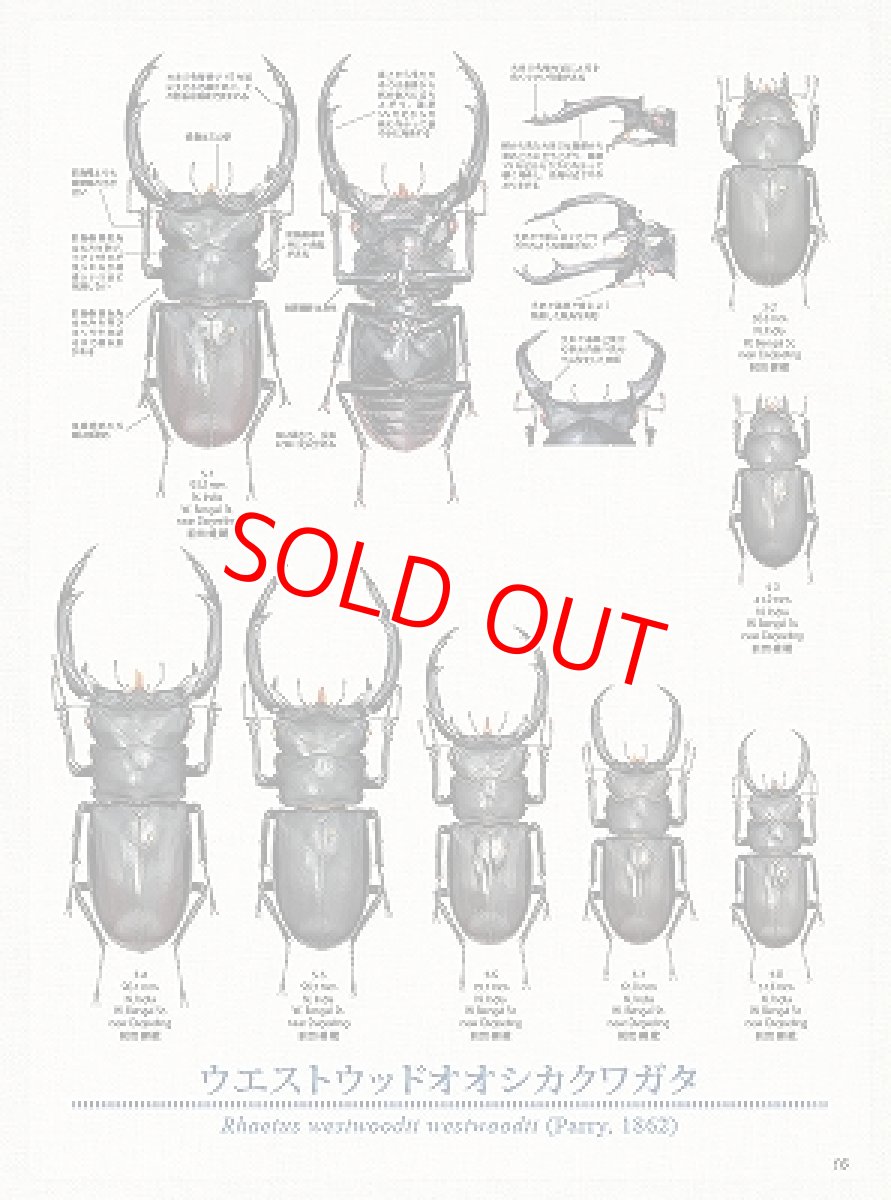 画像5: BE-KUWA No.91 (5)