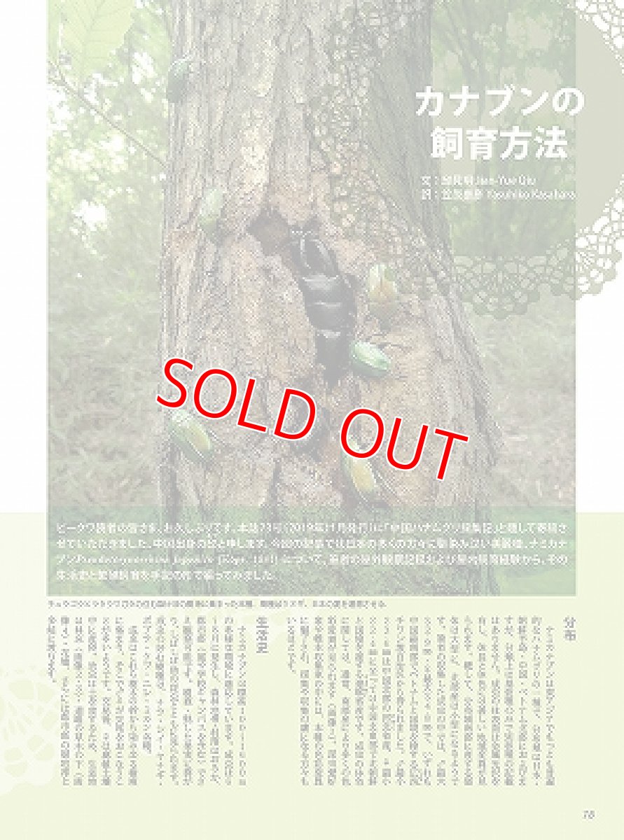 画像6: BE-KUWA No.87 (6)