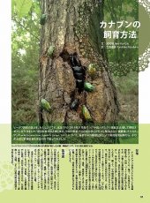 画像6: BE-KUWA No.87 (6)