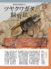 画像3: BE-KUWA No.90 (3)