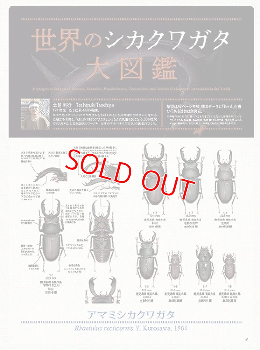 画像3: BE-KUWA No.91 (3)