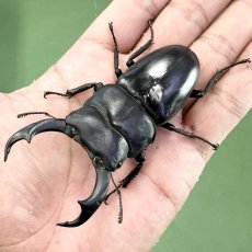 画像2: ★台湾特別保護昆虫★シェンクリングオオクワガタ 79UP【R060810】 (2)