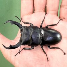 画像1: ★台湾特別保護昆虫★シェンクリングオオクワガタ 79UP【R060810】 (1)