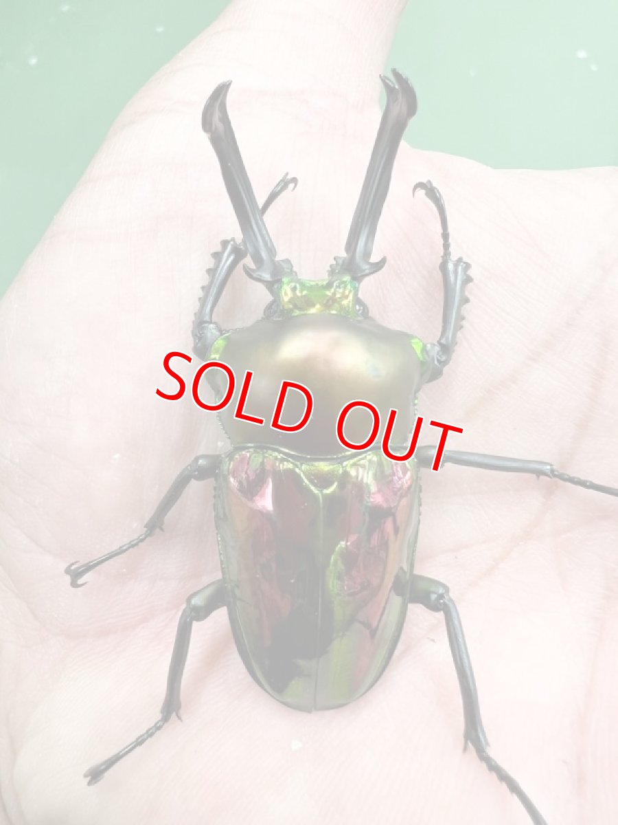 画像2: 6/15店舗陳列完了✨ (2)