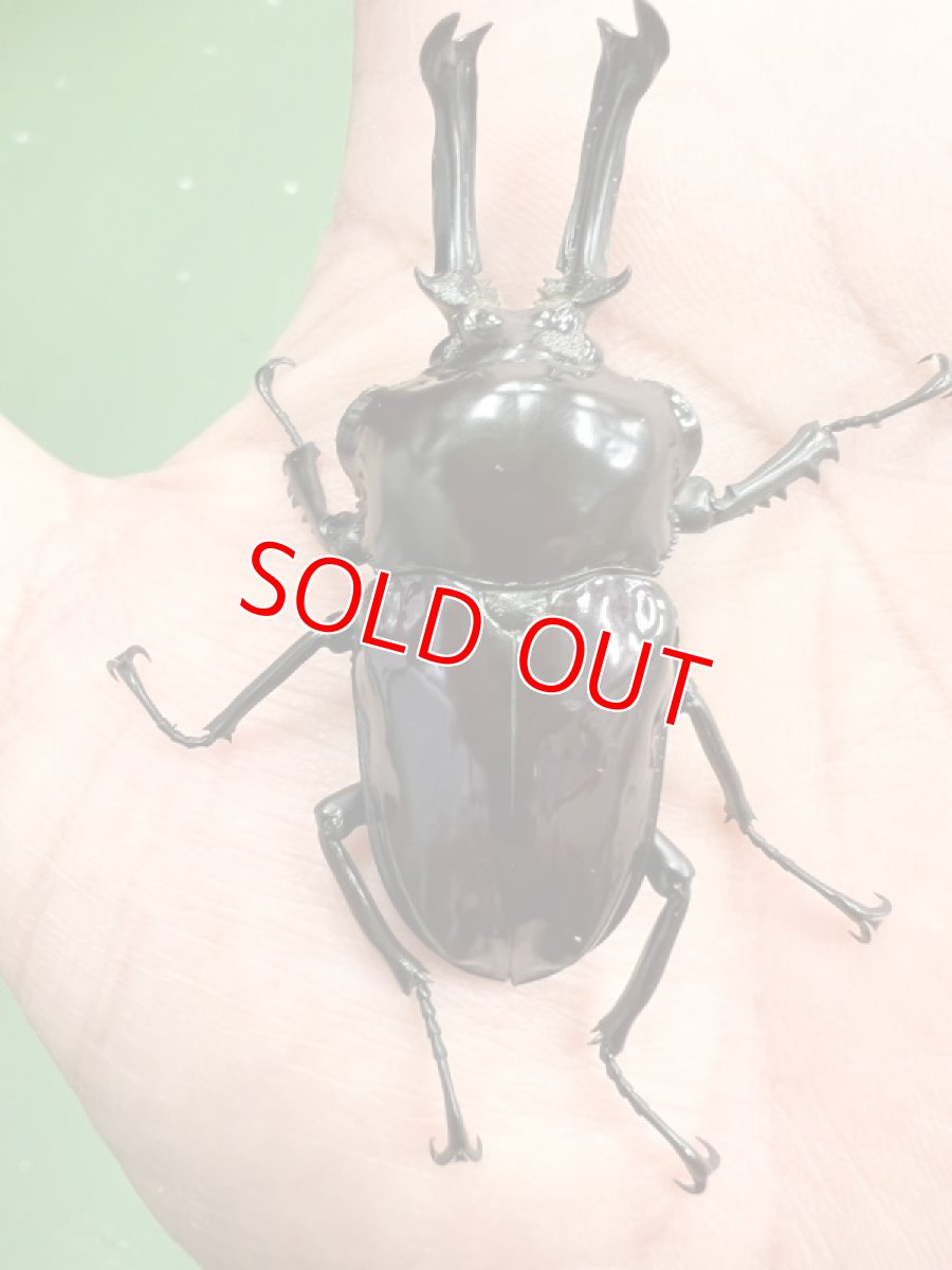 画像3: 6/15店舗陳列完了✨ (3)