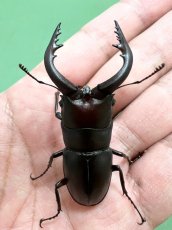 画像4: 6/21新着✨ (4)