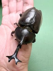 画像3: 6/21新着✨ (3)