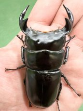 画像2: 6/21新着✨ (2)