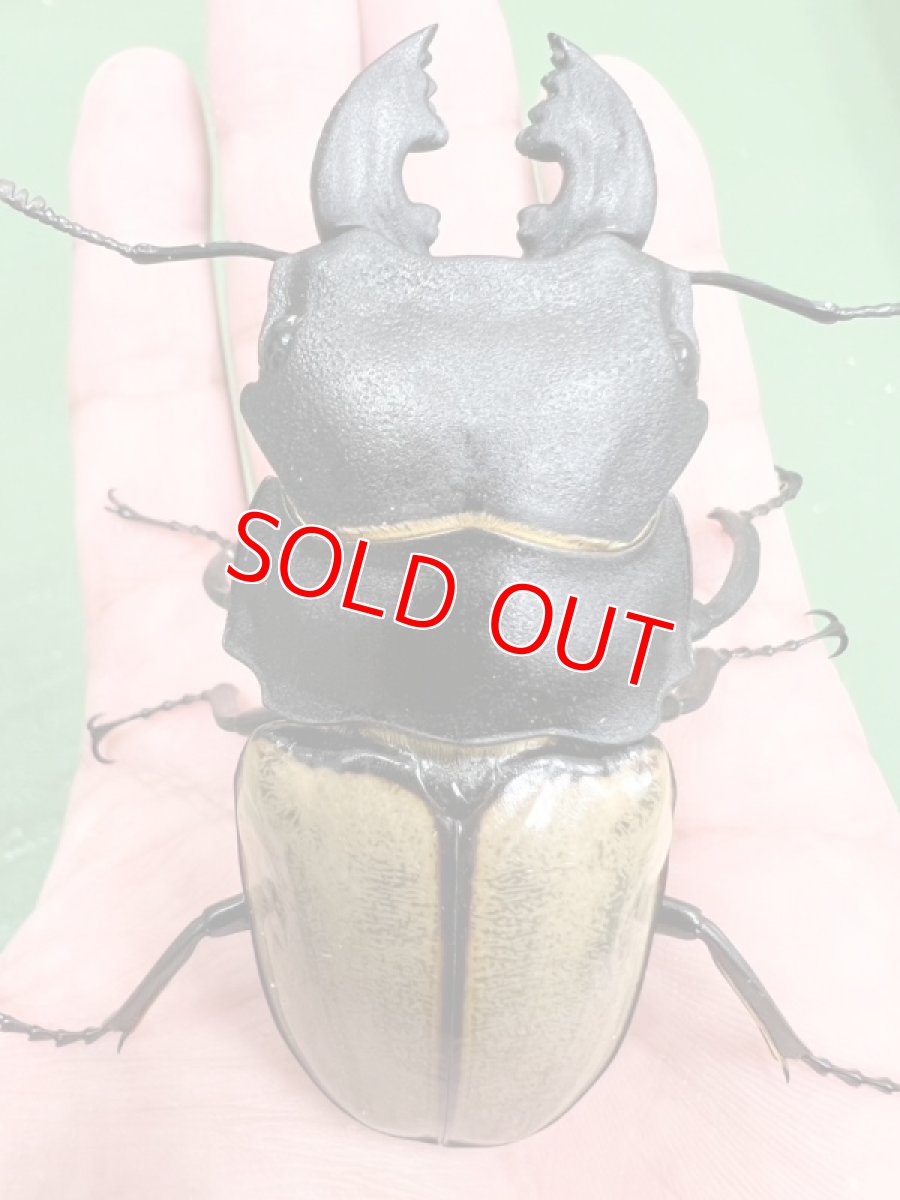 画像5: 6/23新着✨インドネシア便WD (5)