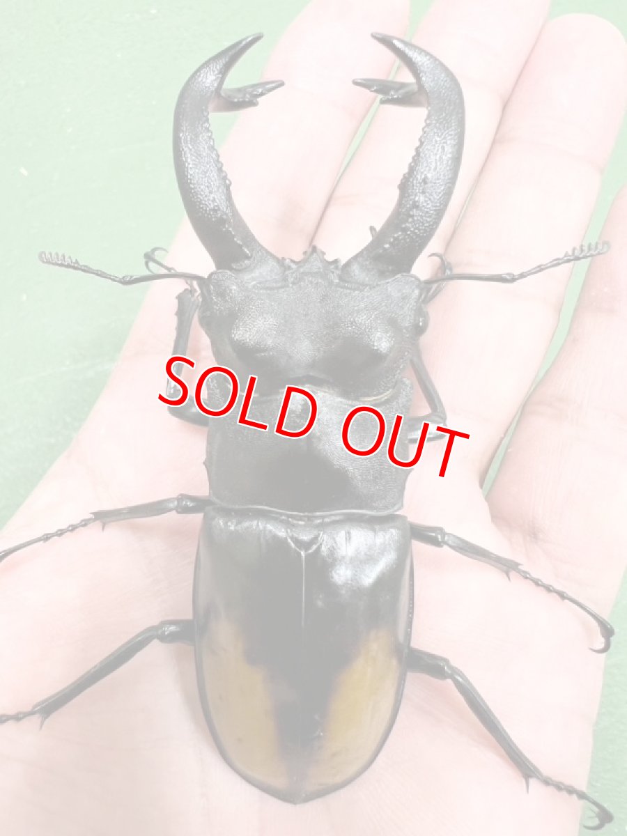 画像6: 6/23新着✨インドネシア便WD (6)