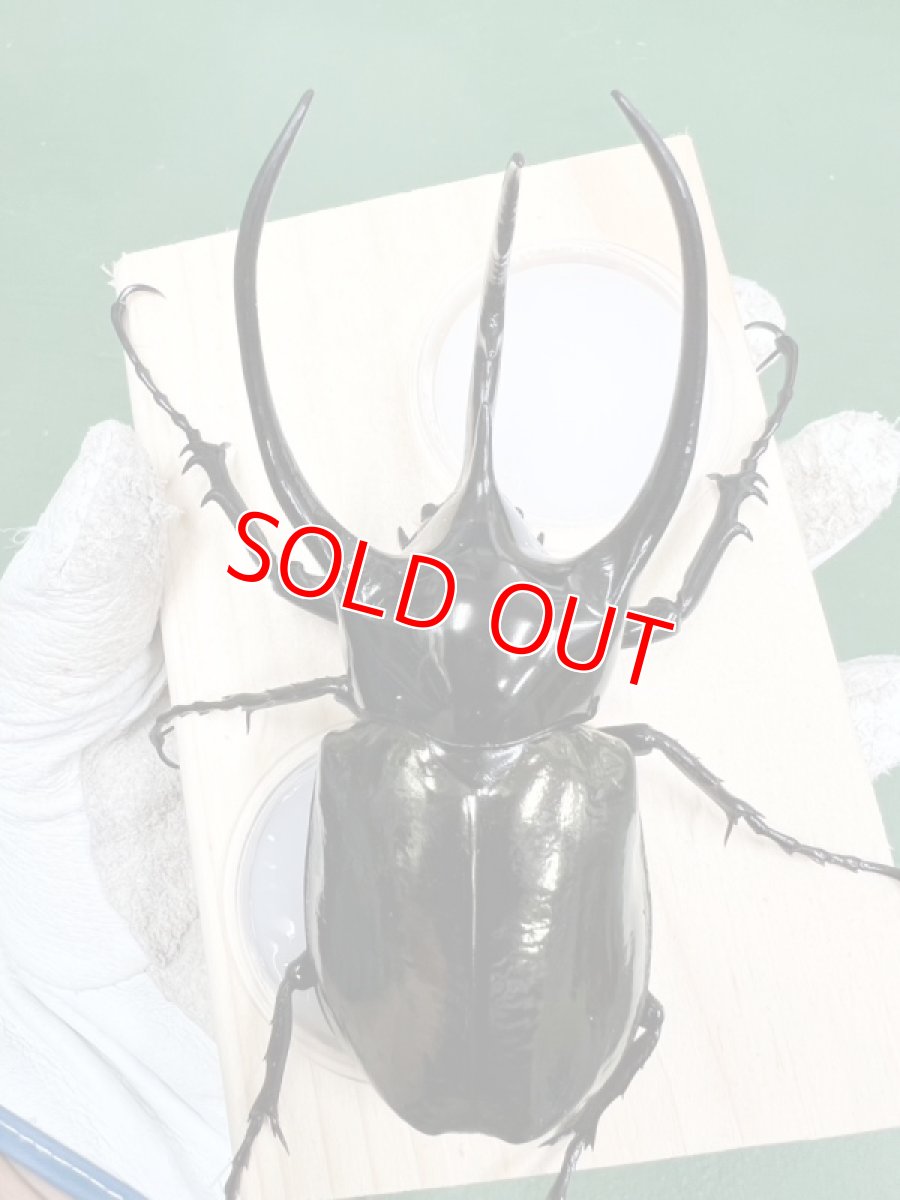 画像2: 6/23新着✨インドネシア便WD (2)