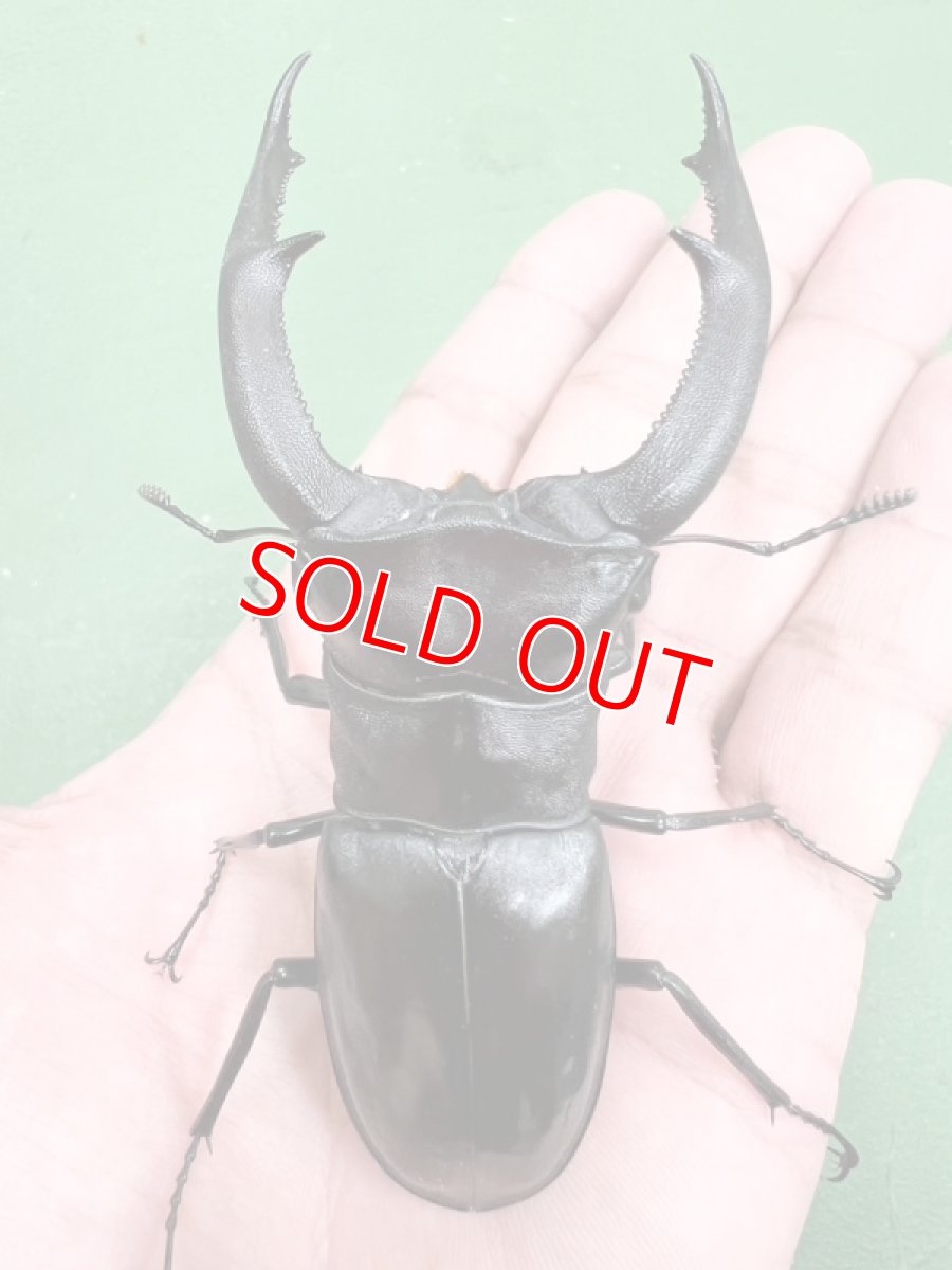 画像4: 6/23新着✨インドネシア便WD (4)