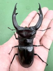 画像4: 6/23新着✨インドネシア便WD (4)