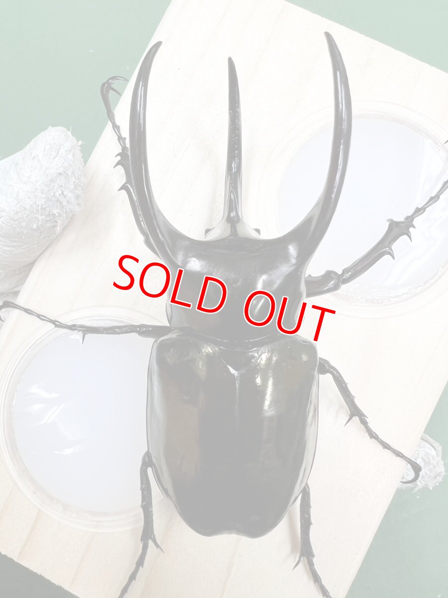 画像3: 6/23新着✨インドネシア便WD (3)