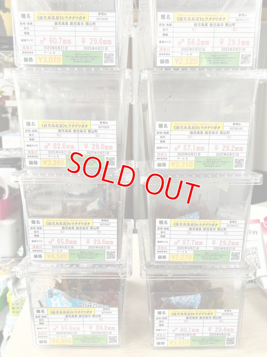 画像4: 6/24新着✨ (4)