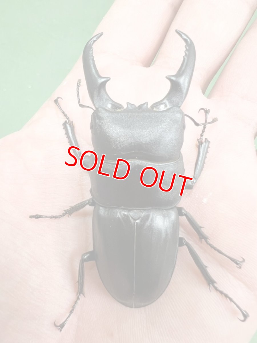 画像2: 6/24新着✨ (2)