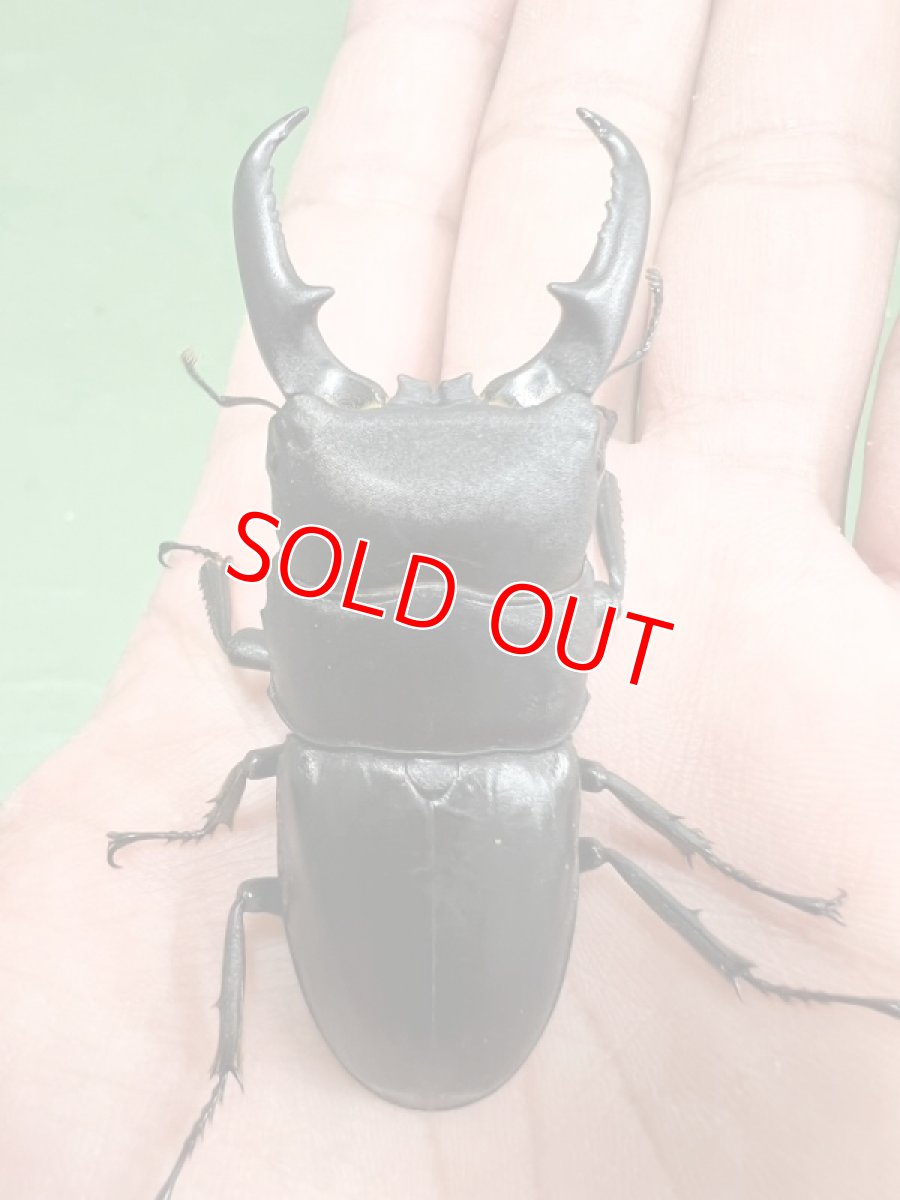 画像1: 6/24新着✨ (1)