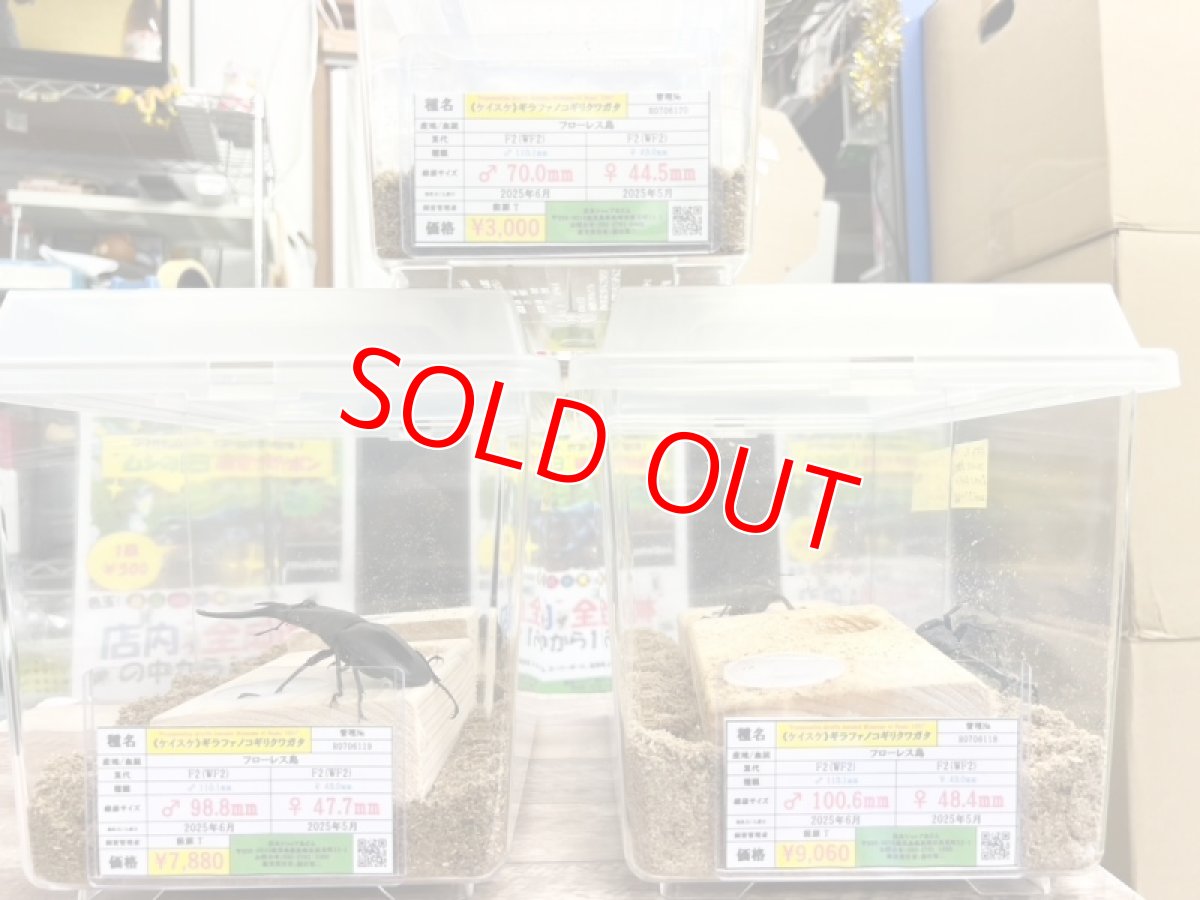 画像3: 6/27新着✨Part2 (3)