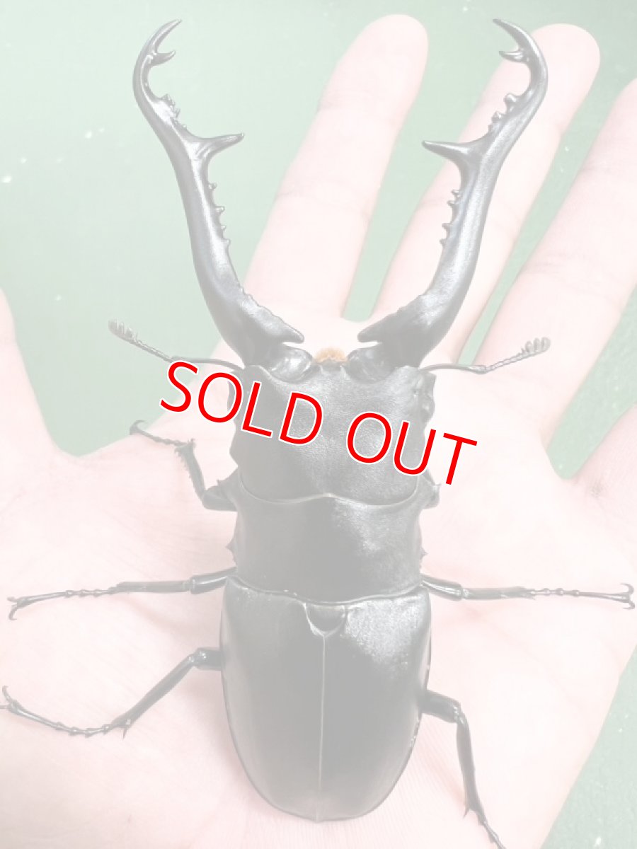 画像2: 6/27新着✨Part2 (2)