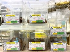 画像3: 8/8新着✨ (3)