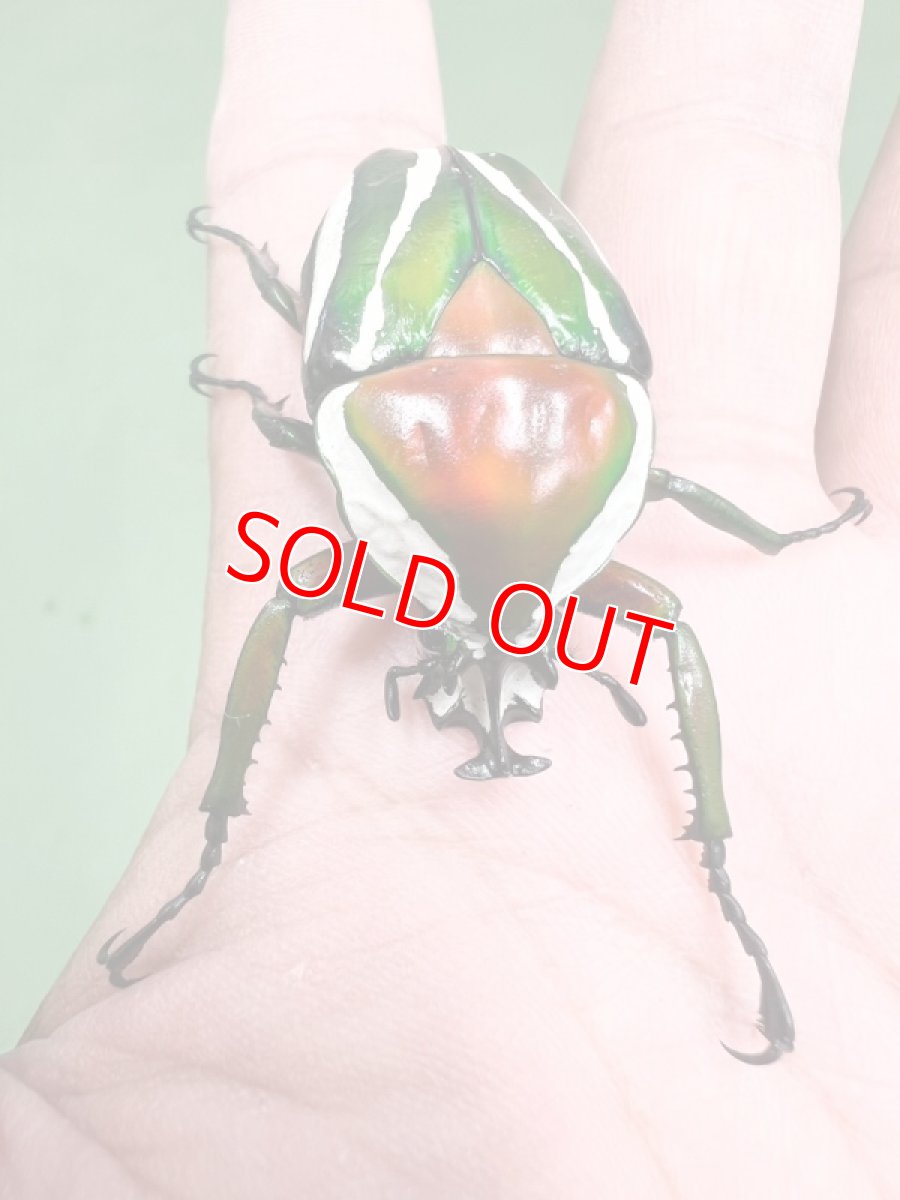 画像2: 8/8新着✨ (2)