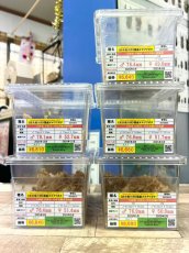 画像1: 8/16新着✨ (1)