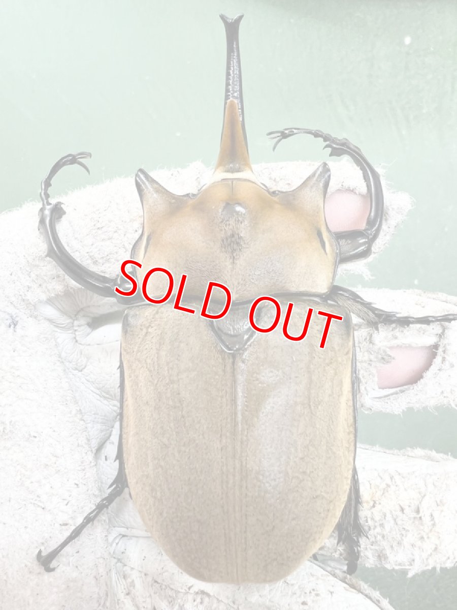 画像2: 8/16新着✨Part2 (2)