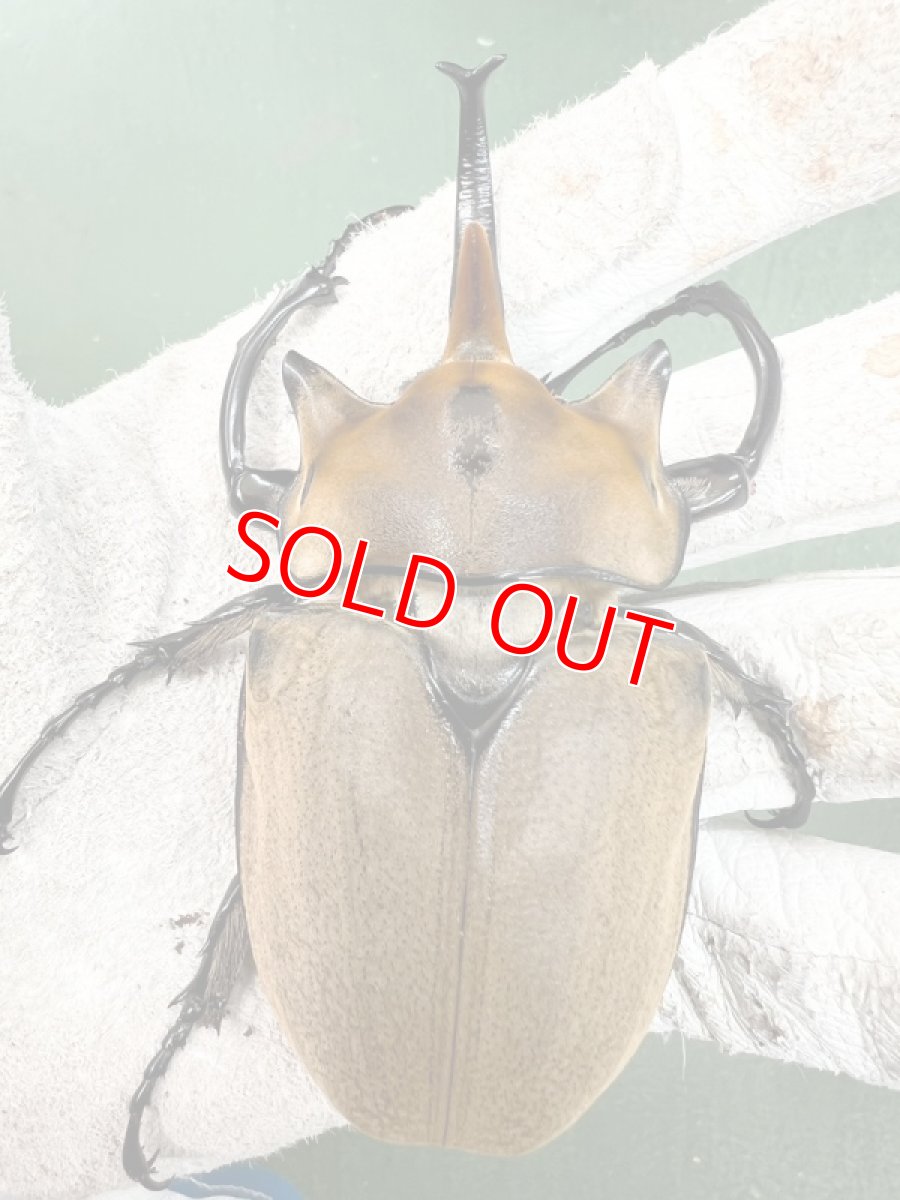 画像5: 8/16新着✨Part2 (5)