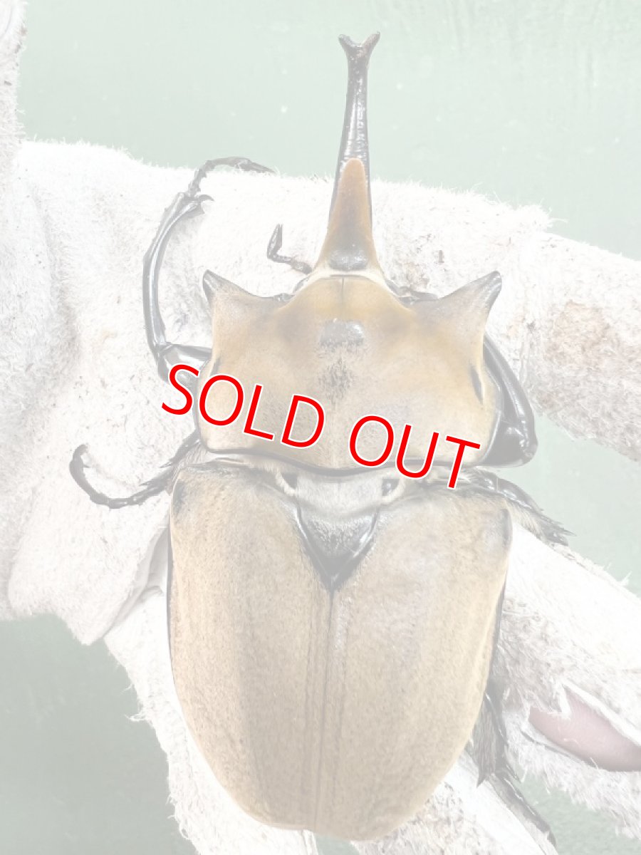 画像4: 8/16新着✨Part2 (4)