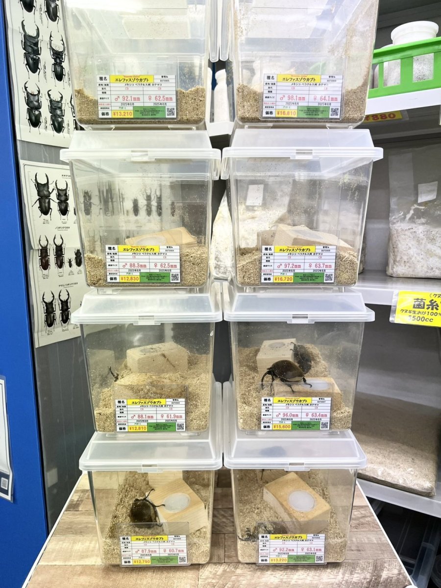 画像1: 9/13新着✨ (1)