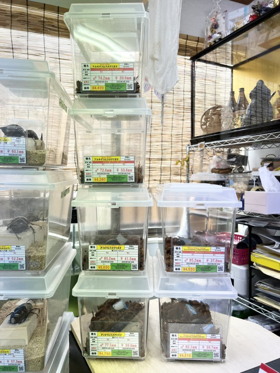 画像2: 9/24新着✨ (2)