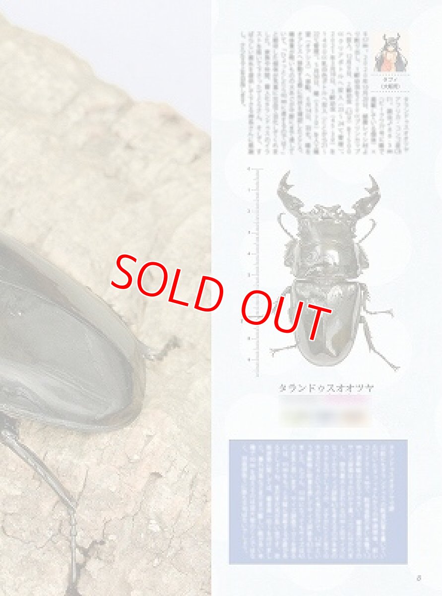 画像6: BE-KUWA No.81 (6)