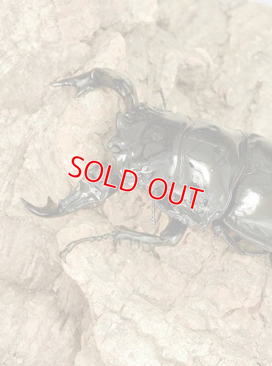 画像5: BE-KUWA No.81 (5)