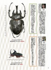 画像6: BE-KUWA No.95 (6)