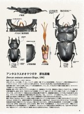 画像6: BE-KUWA No.96 (6)