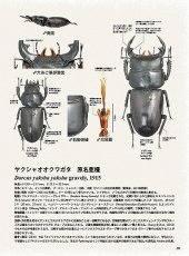 画像8: BE-KUWA No.96 (8)