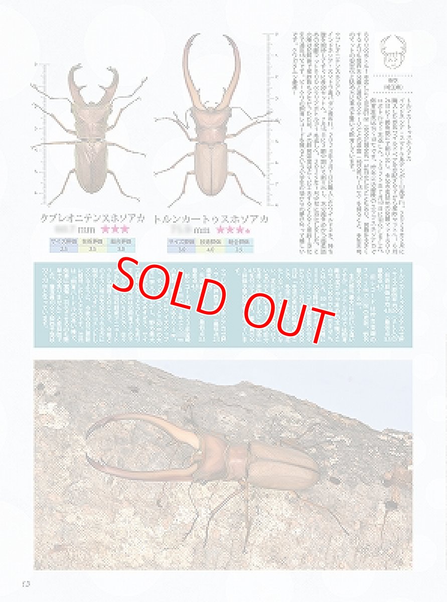 画像8: BE-KUWA No.97 (8)