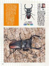 画像7: BE-KUWA No.101 (7)