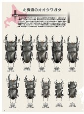画像6: BE-KUWA No.100 (6)