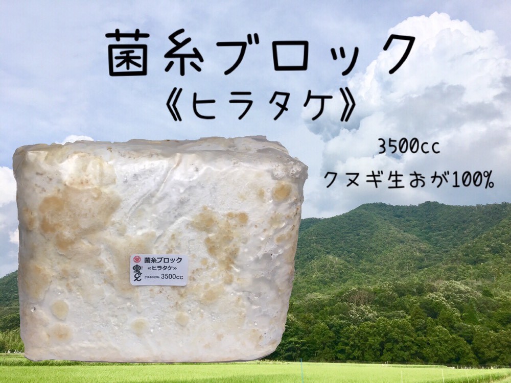 昆虫ショップ虫どん