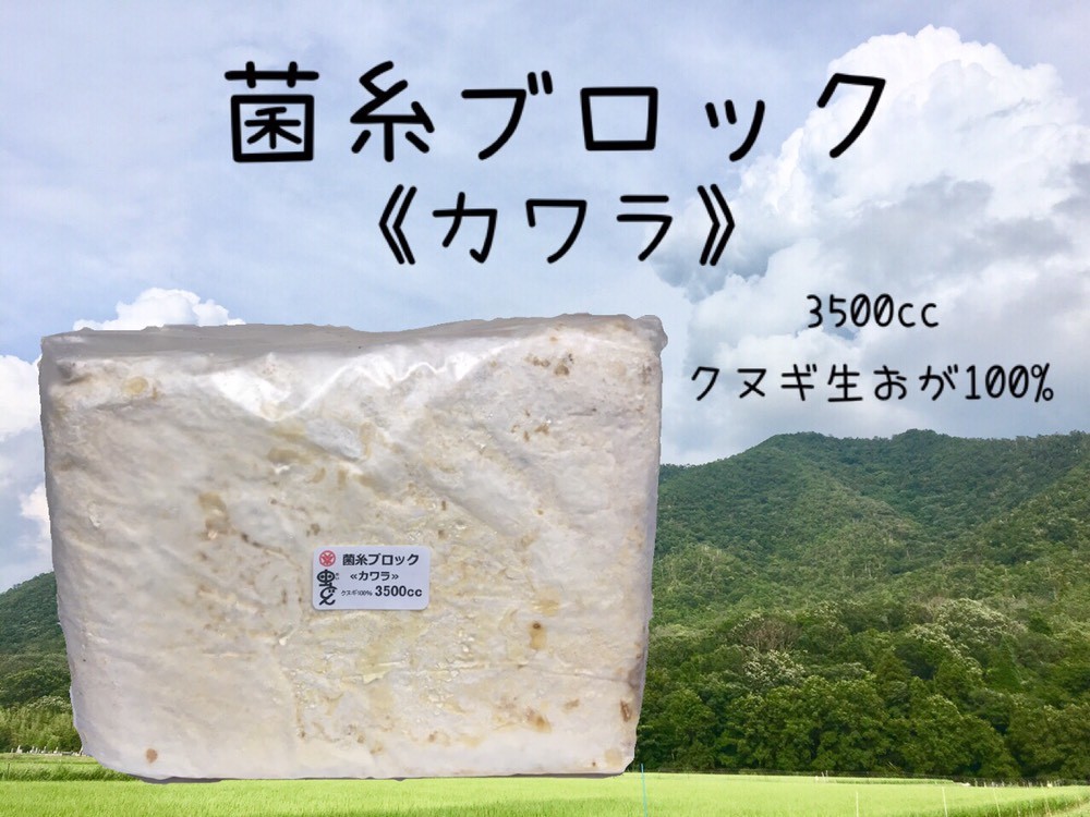 高品質の激安 カワラ菌糸ブロック9個 - 虫類用品