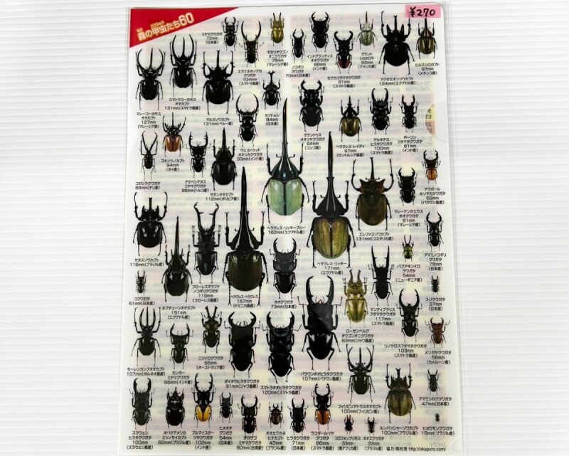 画像1: 森の甲虫たち60 《クリアファイル》 (1)