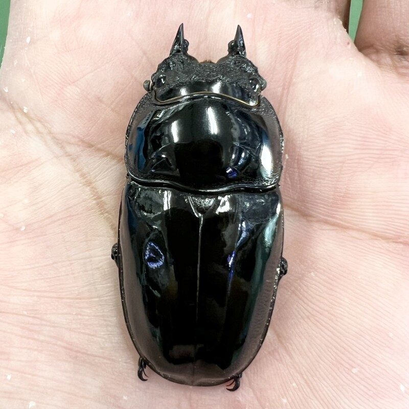 タランドゥスオオツヤクワガタ 80UPラストペア